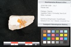 Foto (Objekt + Etikett) von Plantae indet.  (NHMW-GEO-2024-0188-10388)